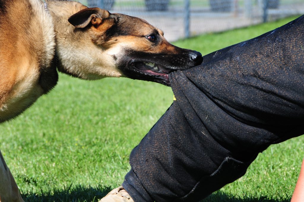 Los Mejores Abogados en Español Cerca de Mí Expertos en Mordeduras, Agravios y Ataques de Perros y Animales en Torrance California